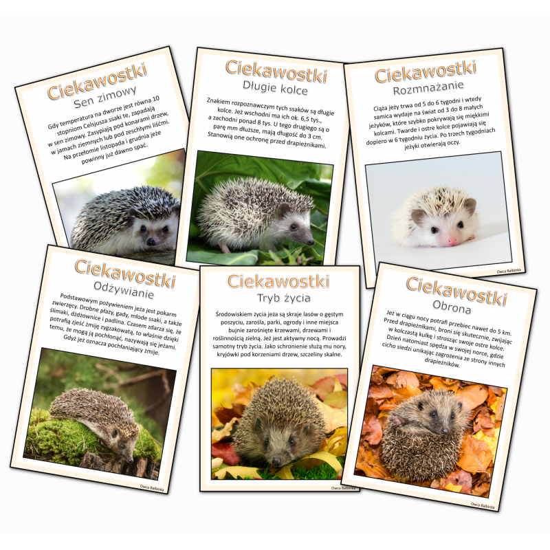 Dzień jeża- karty demonstracyjne