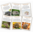 Dzień jeża- karty demonstracyjne