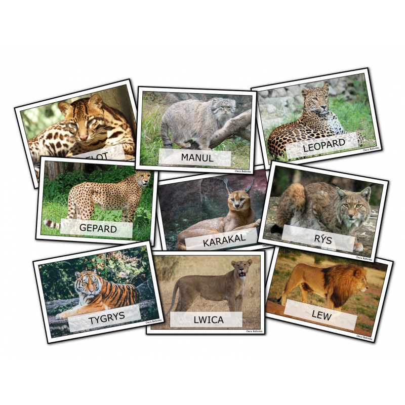 Dzień kota- karty demonstracyjne