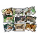 Dzień kota- karty demonstracyjne