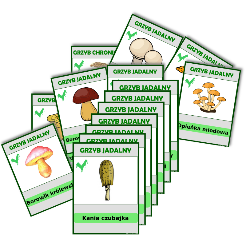 Jesień - Grzyby jadalne