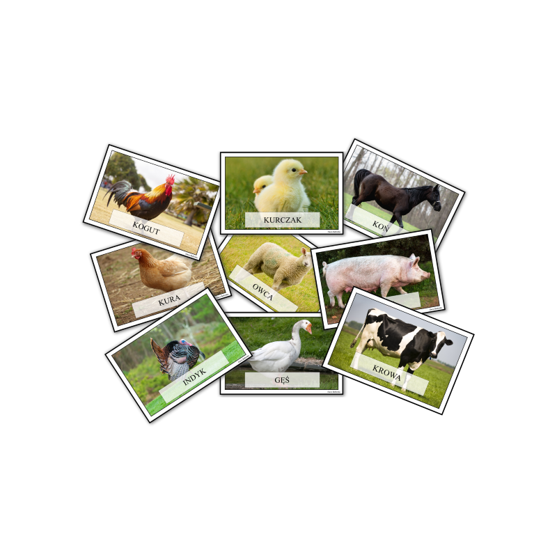 Zwierzęta hodowlane- karty demonstracyjne