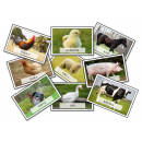 Zwierzęta hodowlane- karty demonstracyjne