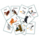 Ptaki- Karty obrazkowe