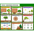 Zestaw DZIEŃ DRZEWA