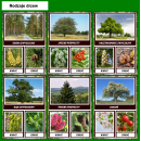 Zestaw DZIEŃ DRZEWA