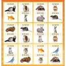 Zestaw ZWIERZĘTA DOMOWE