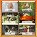 Zestaw ZWIERZĘTA DOMOWE