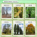 Zestaw na DZIEŃ LASU
